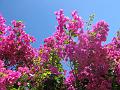 Ile.Rousse.2010 071